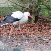 Dieser Storch verunglückte in Aichach und muss nun im Augsburger Zoo überwintern.