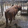 Das Verwaltungsgericht Augsburg hat sich mit einer Auflage des Landratsamts Neu-Ulm auseinandergesetzt, die lahmende Kühe vor einem Deckbullen schützen sollte.  