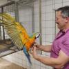 Der Burgauer Josef Guhm züchtet seit etlichen Jahren erfolgreich Papageien. Über 150 Tiere leben derzeit in der Aufzuchtstation am Rande der Markgrafenstadt. In den Freivoglieren haben die Vögel etwas Platz zum Fliegen und können sich in ihr Schutzhaus zurückziehen.