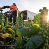 Auch in der industrialisierten Landwirtschaft verlangt die Ernte von Rosenkohl noch immer viel Handarbeit.