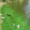 Blaualgen sind eher grün als blau. Wer sie im Gewässer entdeckt, sollte zumindest Kinder und Hunde nicht mehr baden lassen.