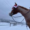 
Weihnachtliche Stimmung - auch bei Pferden.

