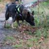 Die Kissinger Tierschützerin Christiane Kragl empfiehlt Hundebesitzern, bei Spaziergängen in Kissing vorsichtig zu sein.