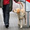 Normalerweise führen Blindenhunde blinde Menschen. In England hat sich eine Dogge nun eines blinden Hundes angenommen.