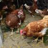 In Treuchtlingen gibt es einen Fall von Vogelgrippe, zum Beobachtungsgebiet gehört Zwerchstraß. 