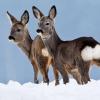 Zwei Rehe stehen auf einem schneebedeckten Feld.