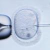 BGH erlaubt bestimmte Gentests an Embryonen