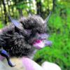 Die Große Bartfledermaus ist eine stark gefährdete Fledermausart in Bayern. Fledermäuse dürfen nur mit einer artenschutzrechtlichen Ausnahmegenehmigung von Experten gefangen oder zur Pflege gehalten werden. Fotos: Anika Lustig (3), Gerhars Däubler (1)