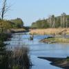 Ein wenig Wildnis: Die Donauinseln bei Gremheim sind ein idealer Rückzugsort für Vögel und anderes Getier. Der Premiumwanderweg Donauwald führt an diesem Naturparadies vorbei.  	