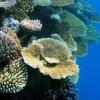 Fossile Korallen sollen Klimafolgen zeigen
