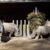 Familientreffen im Augsburger Zoo: Nashornbulle Bantu darf wieder zur Familie. 