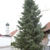 Auch in diesem Jahr wurde zum ersten Advent ein Christbaum in Todtenweis am Dorfplatz rund um die Linde aufgestellt.