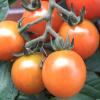 Tomaten eignen für sich auch für den Anbau auf dem Balkon besonders gut. Schon Einsteiger kommen mit diesen Pflanzen zurecht. 