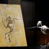 Der Urvogel Archaeopteryx und ein Modell des Skeletts sind im Bürgermeister-Müller-Museum in Solnhofen zu sehen.  