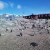 Pinguine vor der einstigen britischen Militärbasis auf der Antarktis-Insel Goudier Island.