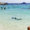 In Illetas nahe Palma wagte sich ein Blauhai ungewöhnlich nah an Menschen heran.