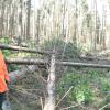 Kreuz und quer liegen die entwurzelten und abgerissenen Fichten im Wald der Familie Sandner nahe Wittesheim. Manfred Sandner hat damit begonnen, das Sturmholz aufzuarbeiten. Auch die meisten noch stehenden Bäume müssen beseitigt werden, da die Stämme gebogen sind.  
