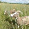 Grünes Vorzeigeprojekt in Königsbrunn: Eine ehemalige Kiesgrube der Klaus-Gruppe wird zum ökologischen Vorzeigeprojekt. Die Beweidung durch die Ziegen unterstützt den Erhalt der Artenvielfalt.  	