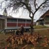 In ihrem kleinen Hofladen bieten Barbara und Thomas Vogele vom Wiedenbauerhof Bioprodukte vom Huhn an.