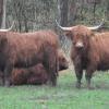 Von einer Weide der JVA Kaisheim sind in der vergangenen Nacht neun Schottische Hochlandrinder ausgebrochen. Drei der Tiere blieben zurück.
