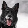 Schnee ist für Hunde mit Vorsicht zu genießen. Erfahren Sie worauf beim tierischen Schneeverzehr zu achten ist