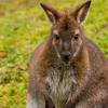 Anfang des Jahres hat eine Autofahrerin in Neusäß ein Kanguru gesehen, das über die Straße sprang. 