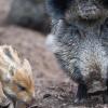 Wildschweine sind im Landkreis auf dem Vormarsch, doch sie lassen sich ungern blicken. Nur Spuren, Schäden und die Abschusszahlen lassen Rückschlüsse auf den Bestand zu. 