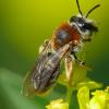 Wildbienen sind in Deutschland selten geworden. Dabei sind sie für die Natur sehr wichtig. Unser Bild zeigt eine Rotschopfige Sandbiene – eine von 570 heimischen Wildbienenarten. 	 	