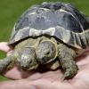 Janus, die zweiköpfige Schildkröte, lebt dagegen länger. Das Bild zeigt das Schildkröten-Männchen an seinem zehnten Geburtstag. 