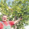 Christian Müller sieht eine gute Ernte vorher und rät, Apfelbäume jetzt notfalls zu stützen oder mit einem Sommerschnitt zu entlasten.   