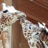 Im Zoo kam am Dienstag eine weitere Giraffe an. Gaya (links) hat ihre Artgenossinnen bereits beschnuppert.