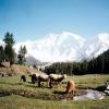 Blick von der Märchenwiese, dem Base-Camp der deutschen Nanga-Parbat-Expiditionen, auf die Nordflanke des 8126 Meter hohen "Schicksalsberges" der Deutschen. Aufgenommen hat dieses Foto Thaddäus Schnitzler. 