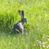 An Ostern dreht sich alles um den Hasen. Dieses Exemplar hier ist unserer Fotografin Ulla Gutmann vor die Kameralinse gehoppelt – und hat brav stillgehalten, bis das Foto im Kasten war.