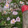 Während der Sommermonate fängt unser Fotograf Peter Fastl Impressionen aus den kleineren Orten und einigen Friedberger Stadtteilen ein. Bei seinen Rundgängen hat er auch Menschen getroffen, die in Schmiechen ihre Heimat gefunden haben.