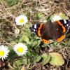 Diesen Admiral-Schmetterling entdeckte Ernst Jung im März bei einer Wanderung im Allgäu.