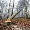 Ein 58-Jähriger ist beim Baumfällen in Schiltberg im Landkreis Aichach-Friedberg gestorben. 