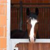 In zwei Pferdeställe in Jettingen wurde eingebrochen. Einmal wurde ein Pferdegeschirr gestohlen.