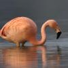Er ist immer noch da: der Flamingo im schwäbischen Donaumoos. Seit drei Jahren wird er immer wieder von Spaziergängern und Vogelenthusiasten gesichtet.
