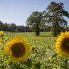 Ein Sonnenblumenfeld bei Finning: Es steht symbolisch für den Aufschwung der Grünen im Landkreis Landsberg.