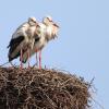 Der "Franzose" ist wieder da: Auf dem Oberen Tor in Pöttmes ist der "Hausherr", der aus dem Elsass stammende männliche Storch, wieder aus dem Winterquartier zurückgekehrt. Die beringten Hörzhauser Besuchsstörche sind aus Pöttmes abgezogen.