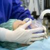 Das Krankenhaus in Nördlingen verschiebt Operationen wegen der Grippe.