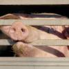 Im Schlachthof Ulm werden 360 Schweine  pro Stunde geschlachtet. Die Organisation Peta wirft dem Unternehmen Tierquälerei vor. 