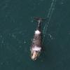 Viele Meter Tau haben sich im Kiefer dieses Wals vor Nordamerika verfangen. Das schwächte die Tiere – oft ist es ihr Todesurteil. 