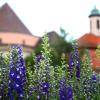 Blumen in Hülle und Fülle gibt es auf der Gartenmesse DiGA am Samstag und Sonntag am Kloster Wiblingen.