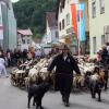 Beim Lammauftrieb werden die Schafe am 20. und 21. Mai durch die Gassen von Mörnsheim auf die Sommerweide getrieben.