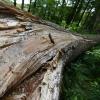 Vom Borkenkäfer befallene Bäume im Wald bei Welden. Aktuell breiten sich die Käfer besonders schnell aus, warnen Experten. 