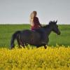 Das schönste Frühlingsfoto: Auf dem Rücken eines Pferdes ist der Frühling nördlich von Friedberg gleich noch schöner.