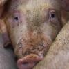 Ein Unbekannter soll in Ehingen ein Schwein getötet haben.