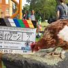 Kein gewöhnliches Huhn: Sieglinde bei Dreharbeiten zu einem Film.