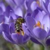 Die Gemeinde Burtenbach setzt sich für Bienen ein. 	